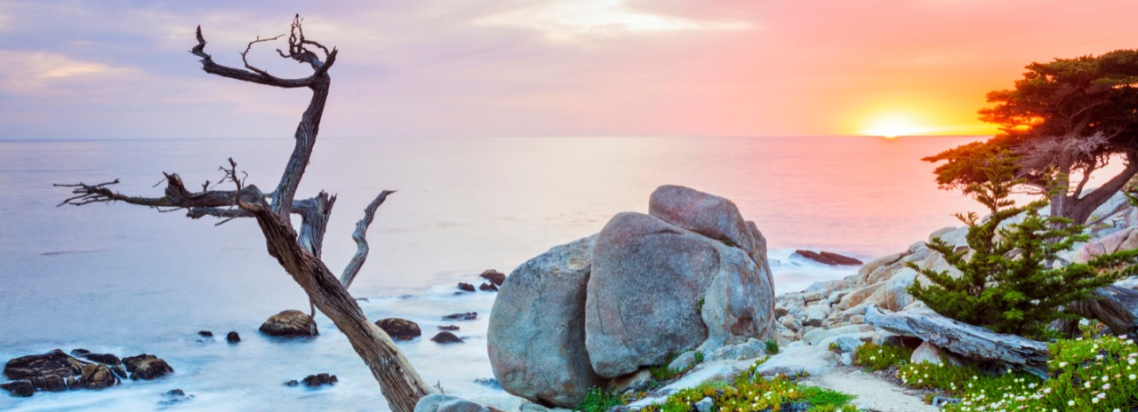 USA, California, Monterey Peninsula, Carmel, Ghost trees on 17 mile drive