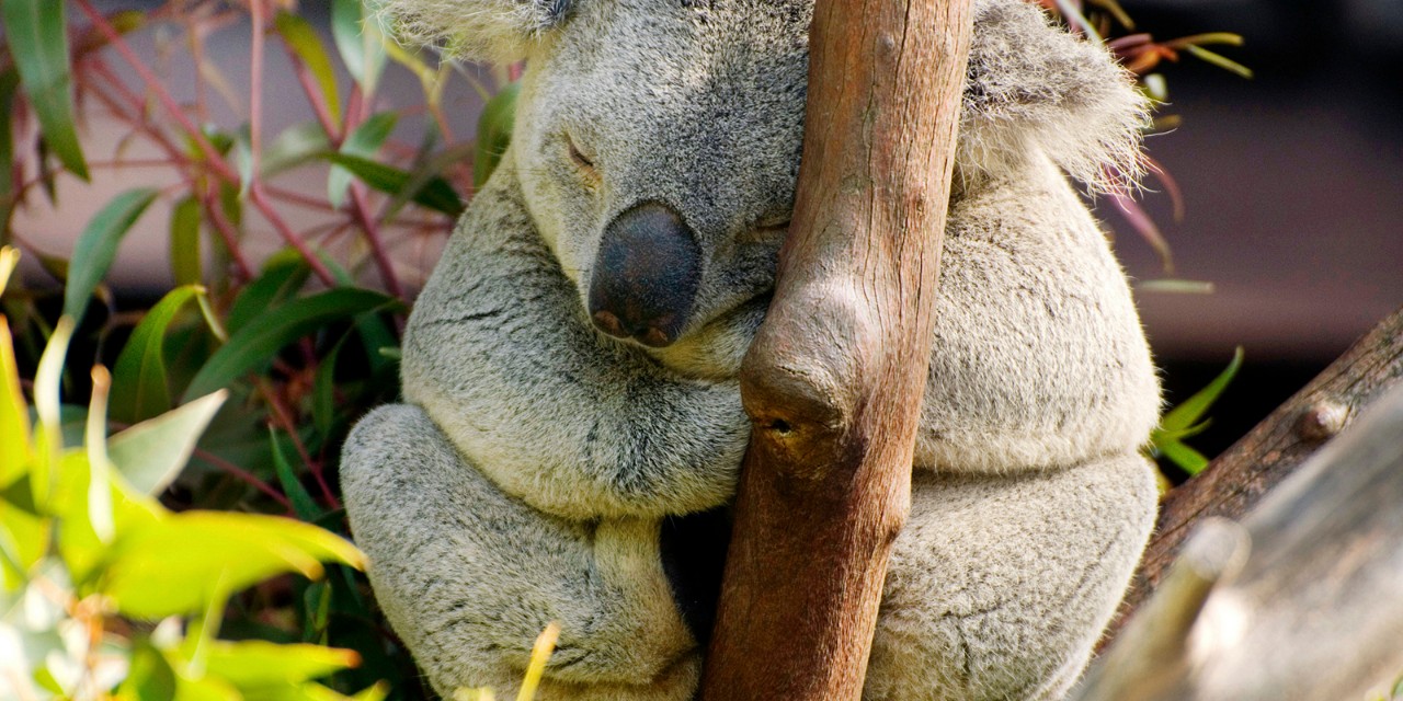 California, San Diego, Balboa Park, San Diego Zoo, Kola bear sleeping.