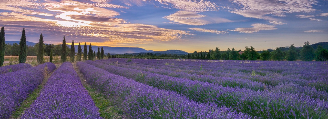 Lavender field and clouds near the town of Gordes, Vaucluse, Provence, France