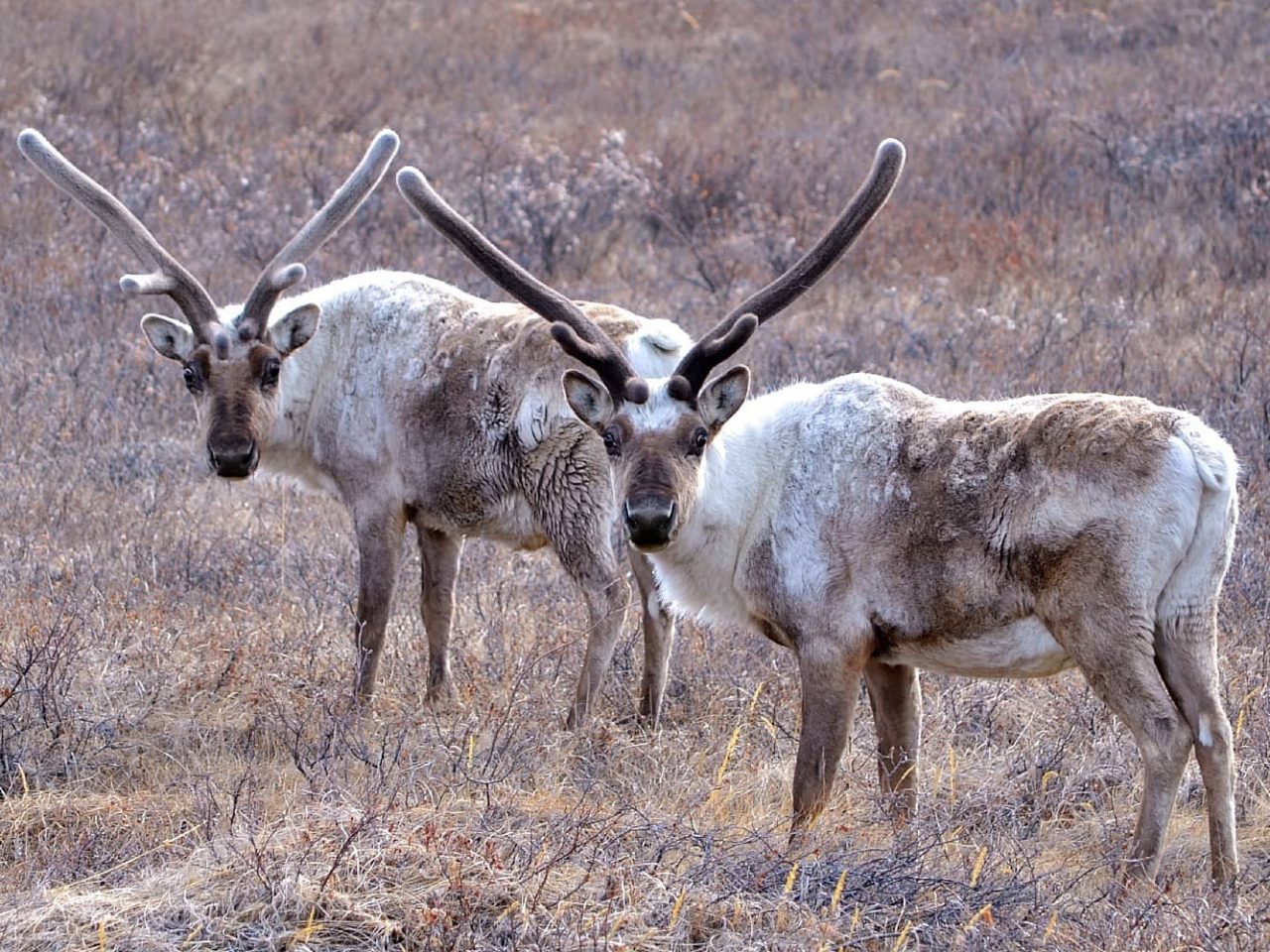 Two reindeer seen in Kangerlussuaq, Greenland, a port visited during a cruise on an all-inclusive, Seabourn luxury ship.