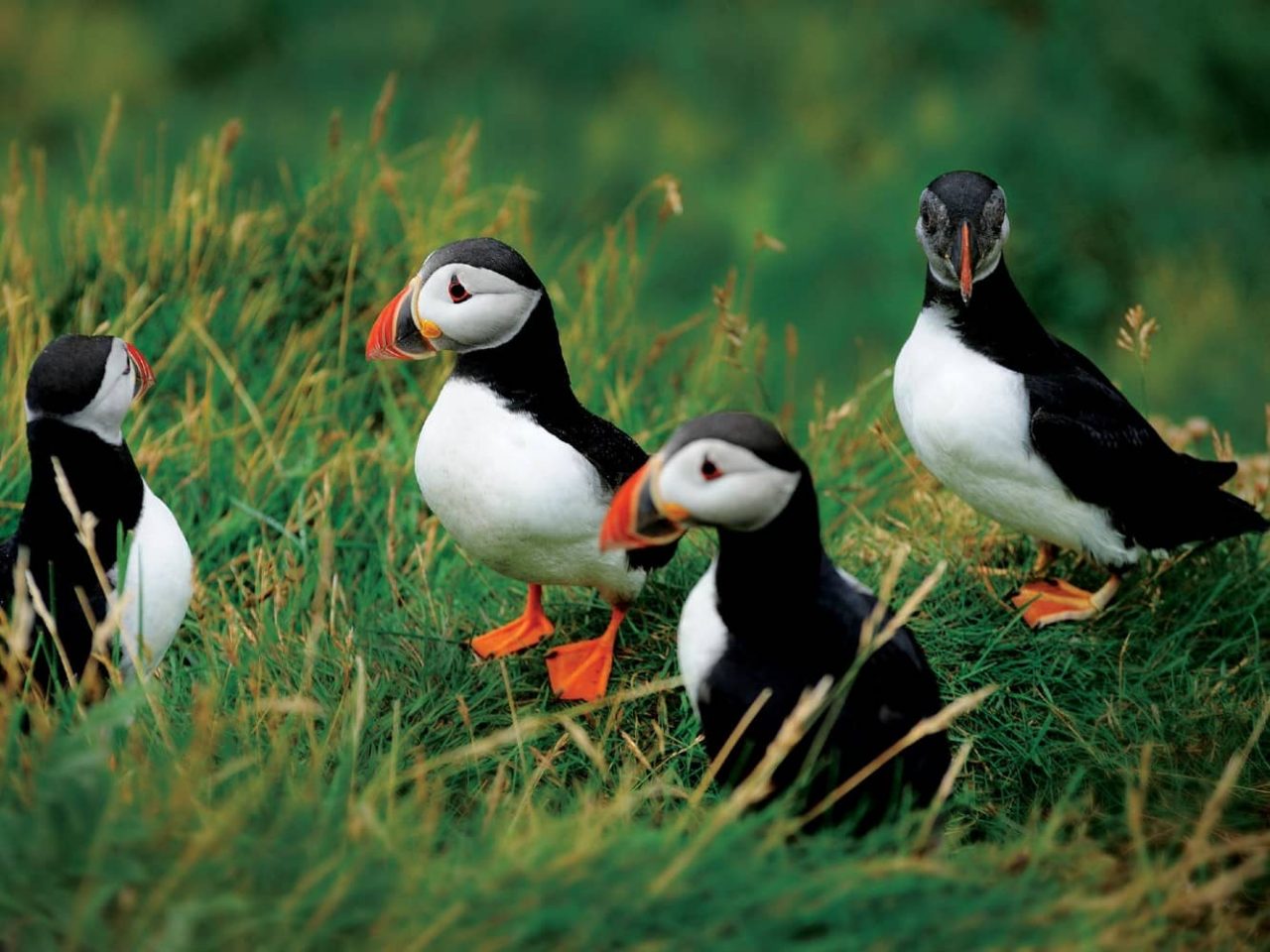 Puffins are a frequent sight on Storstappen Island, one of the ports on an all-inclusive, Seabourn luxury cruise. 
