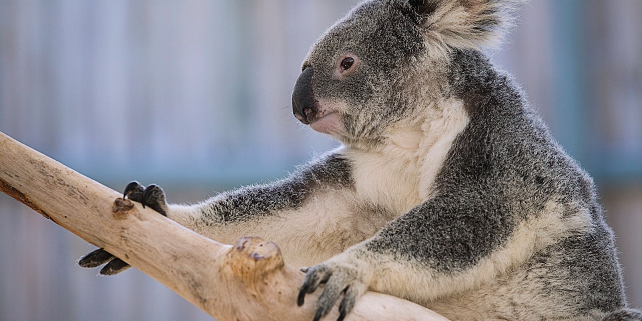 AUSTRALIA-Queensland-Brisbane Area (Fig Tree Pocket): Lone Pine Koala Sanctuary- Koala (phascolarctos cinereus)