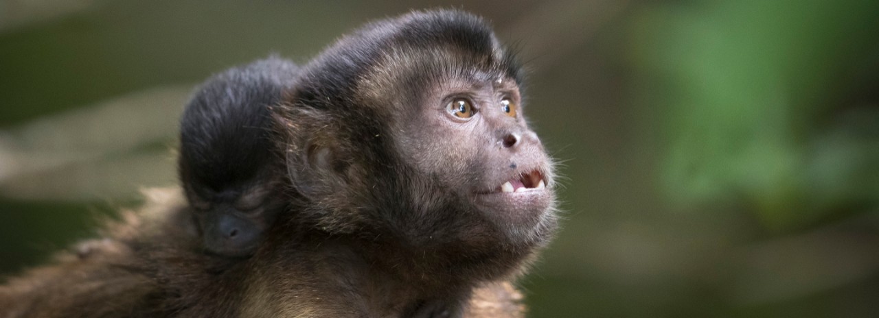 Monkey, Devils Island
