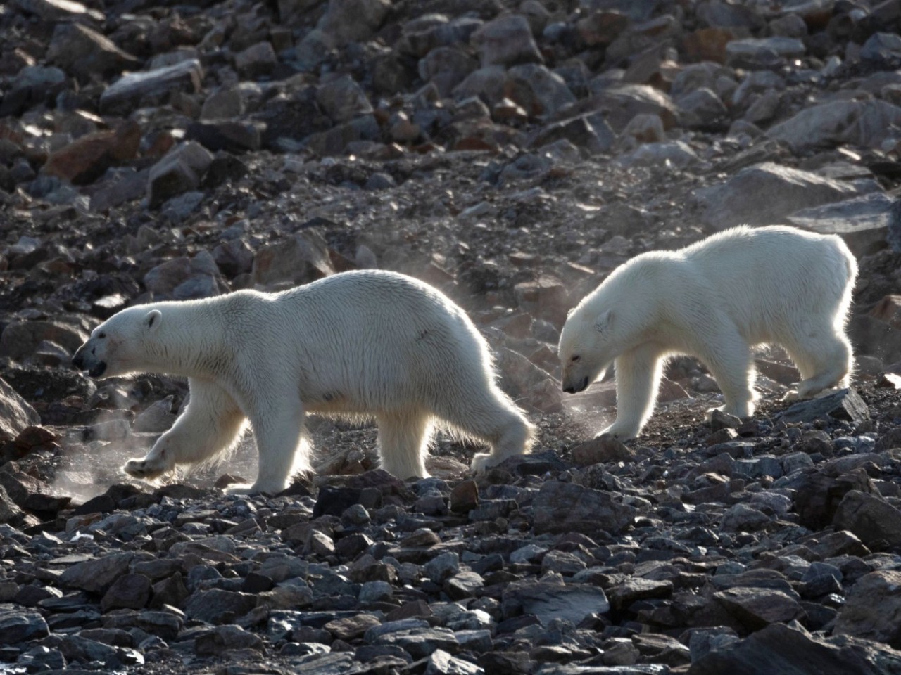 Two polar bears seen on a rocky shoreline along the Northwest Passage, an arctic area visited on an all-inclusive, Seabourn luxury cruise. 