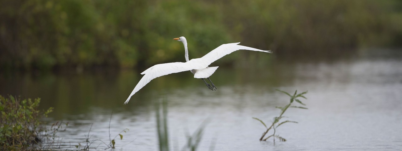 Wildlife, Heron, Manaus, Amazon