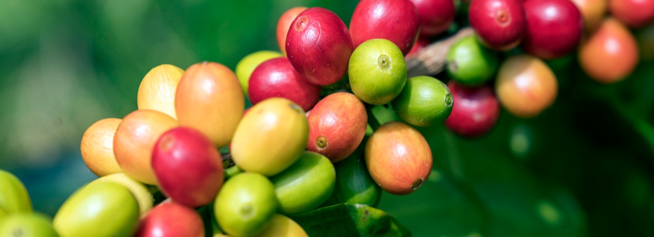Coffee Beans, Hula Daddy Kona Coffee Farm, Holualoa, Big Island, Hawaii, USA
