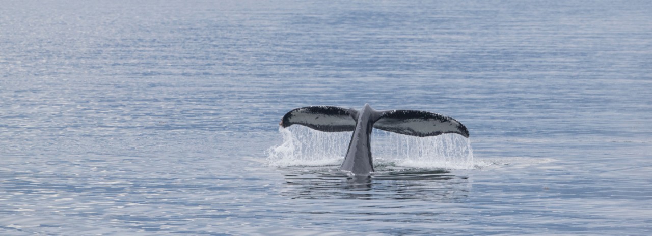 Whale watching on an all-inclusive Alaska cruise