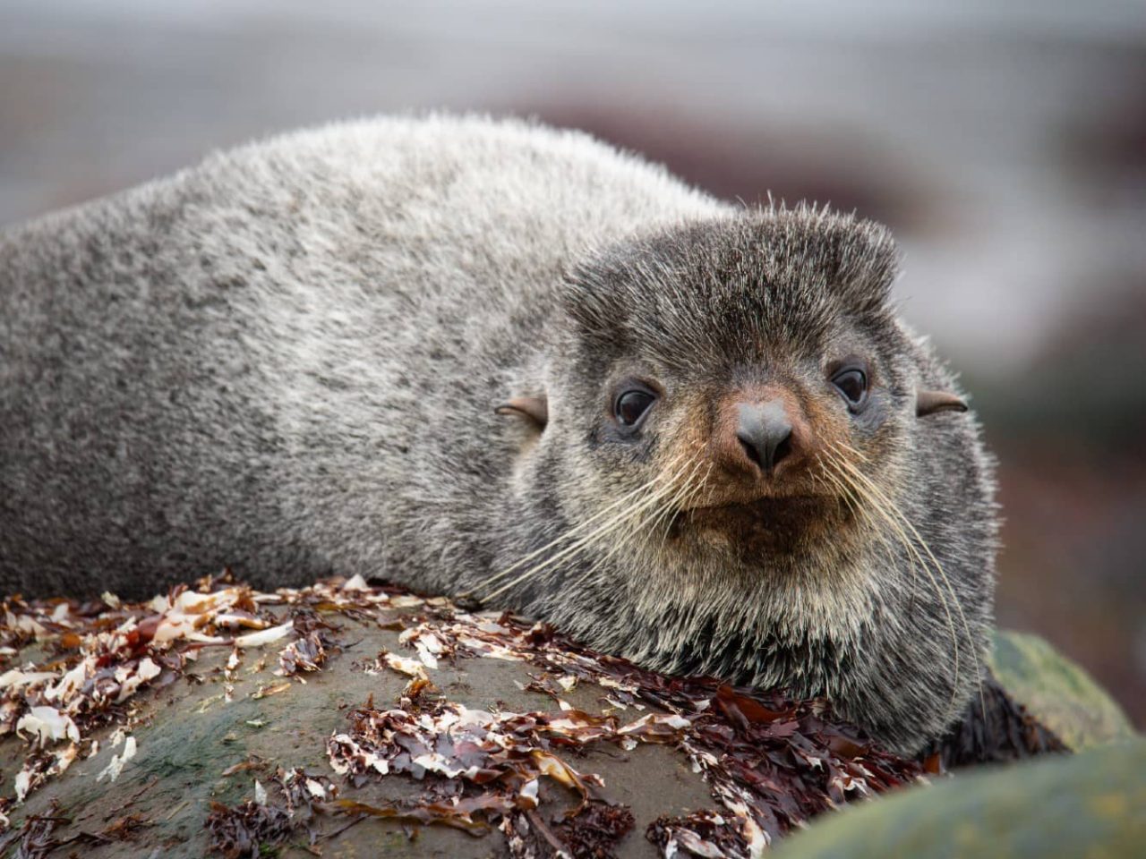 A seal seen on Yankicha Island, a port visited on a luxury, all-inclusive, Seabourn cruise. 