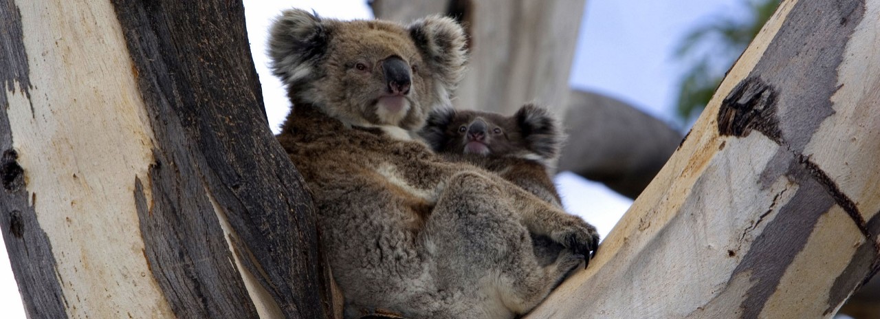 South Australia, Kangaroo island, mother and baby Koala in an eucalyptus