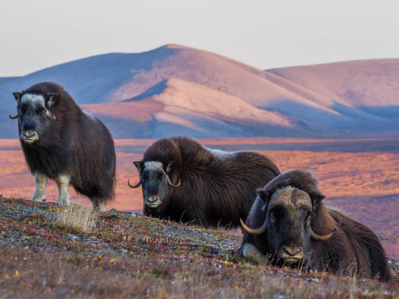 Three muskoxen seen in Nome, Alaska, a port visited on cruises aboard an all-inclusive, Seabourn luxury ship. 