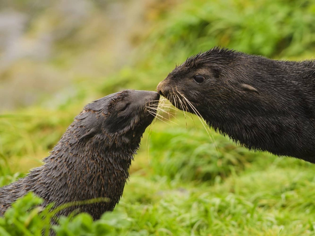 Two northern fur seals touch noses in Saint Paul, Alaska, a port visited on an all-inclusive, luxury expedition Seabourn cruise. 