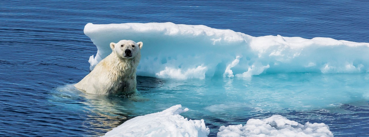 Polar bear stands in icy Arctic waters beside a floating ice floe, with deep blue sea stretching behind in Isabella Bay