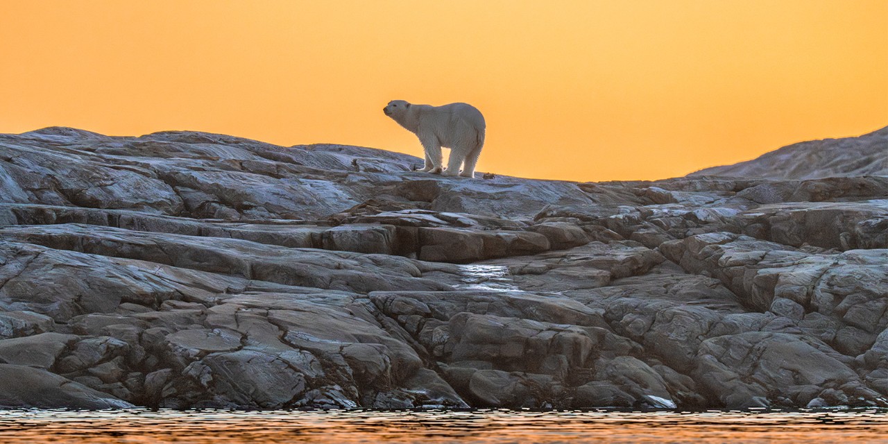 polar bear standing on rocky terrain during a sunset