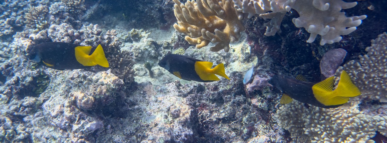 Three black fish with bright yellow tails swim over a coral reef with branching and textured coral formations.