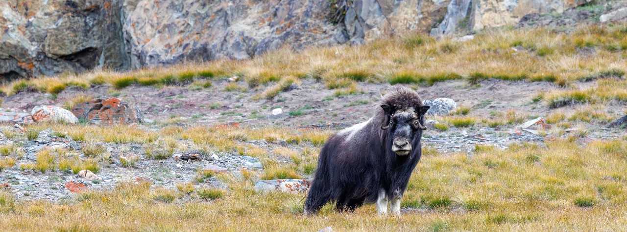 Musk ox stands on grassy Arctic mountainside tundra of Geologfjord, in Northeast Greenland National Park. 